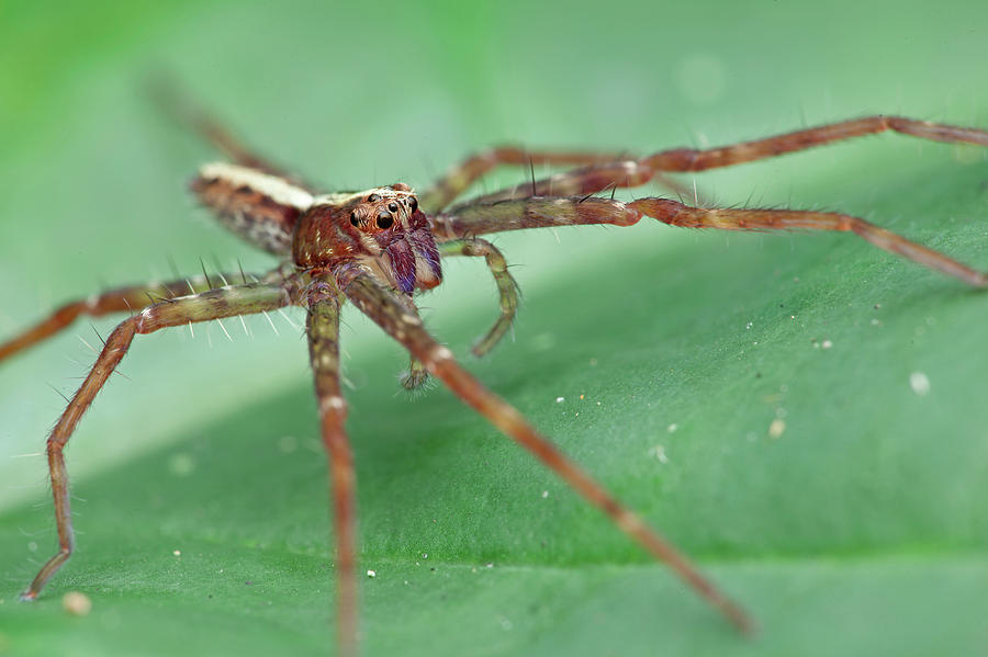 huntsman spider huntsman spider