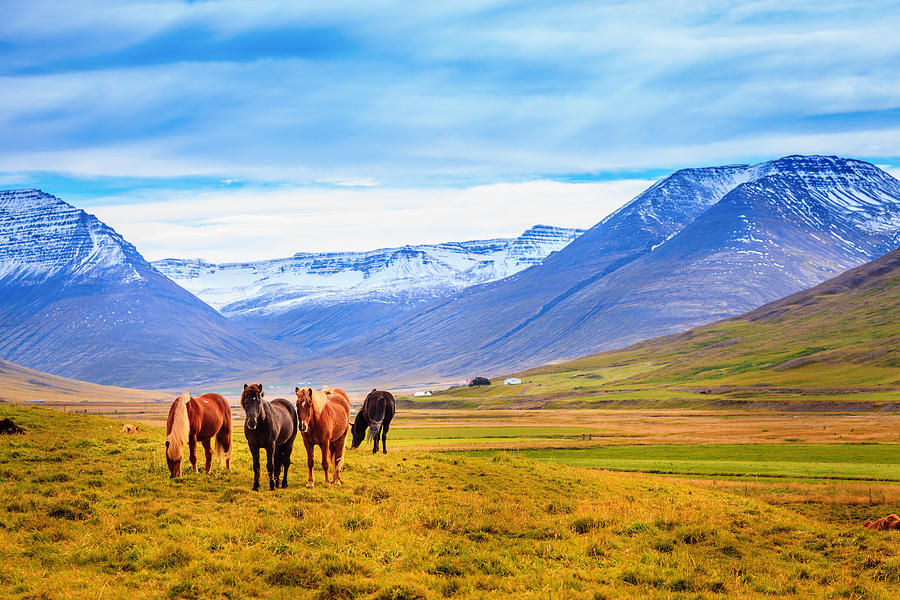 Mountain Photograph - Icelandic ponies #7 by Alexey Stiop