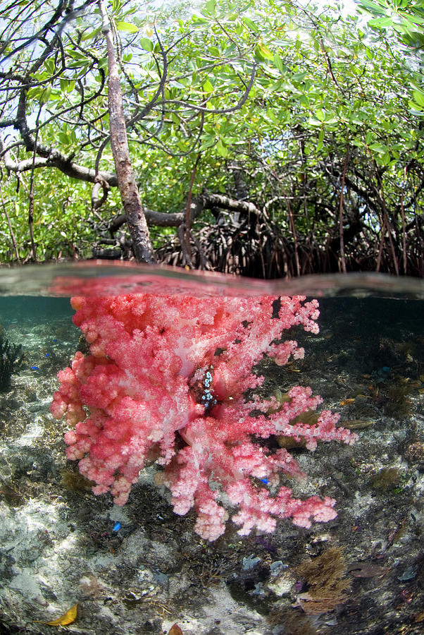 Nature Photograph - Indian Ocean, Indonesia, Raja Ampat #7 by Jaynes Gallery