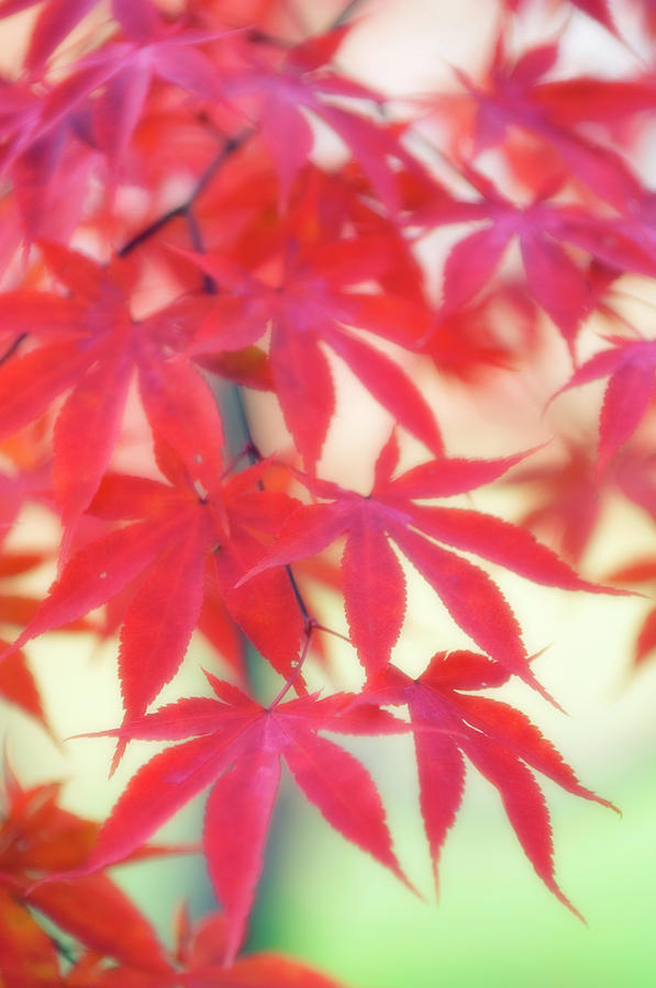 Japanese Maple (acer Palmatum) #7 by Maria Mosolova/science Photo Library