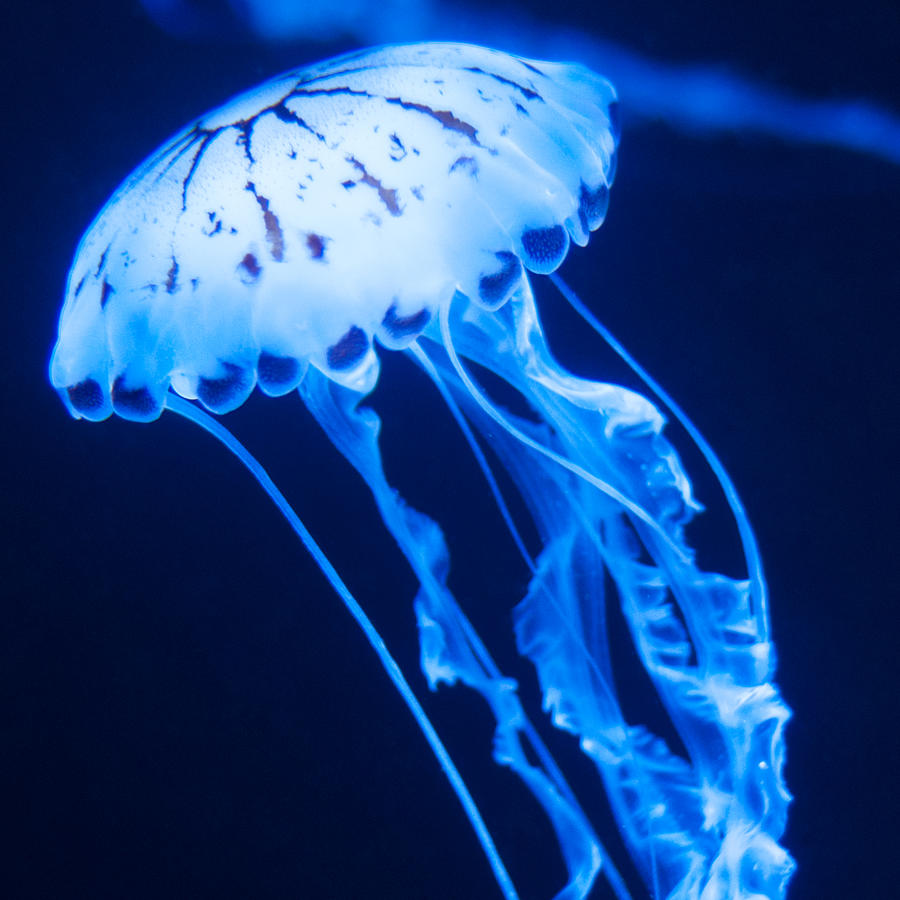 Jellyfish Square #7 Photograph by U Schade