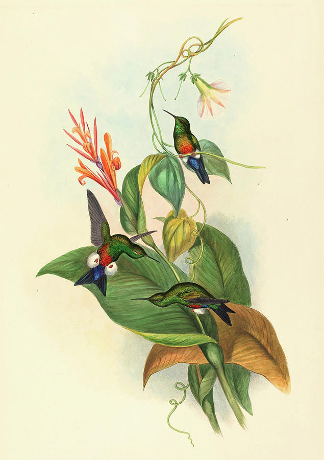 John Gould Drawing - John Gould And H.c #7 by Litz Collection