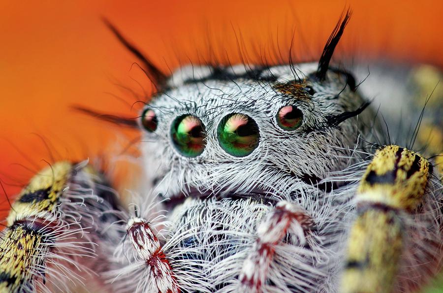 Jumping Spider #7 Photograph by Thomas Shahan/science Photo Library