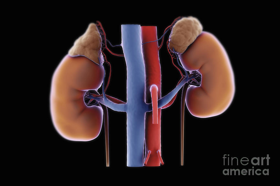Kidneys And Adrenal Glands #7 Photograph by Science Picture Co