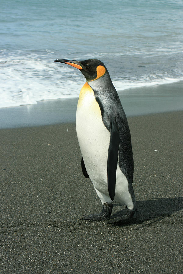 King Penguin #7 Photograph by Amanda Stadther