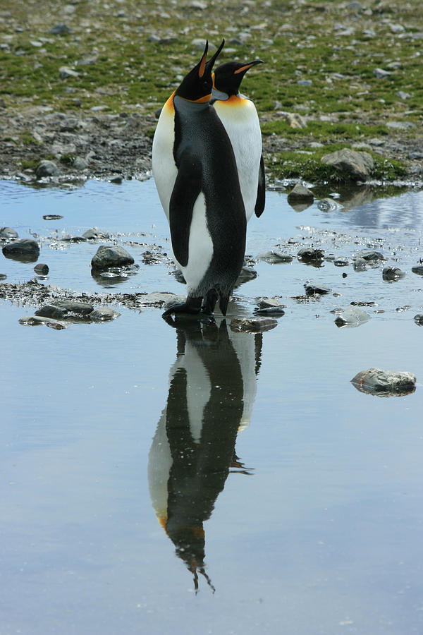 King Penguins #7 Photograph by Amanda Stadther