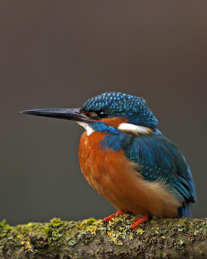 Kingfisher #7 Photograph by Paul Scoullar