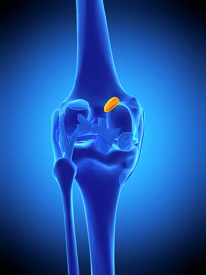 Knee Bursa Photograph by Sebastian Kaulitzki/science Photo Library ...