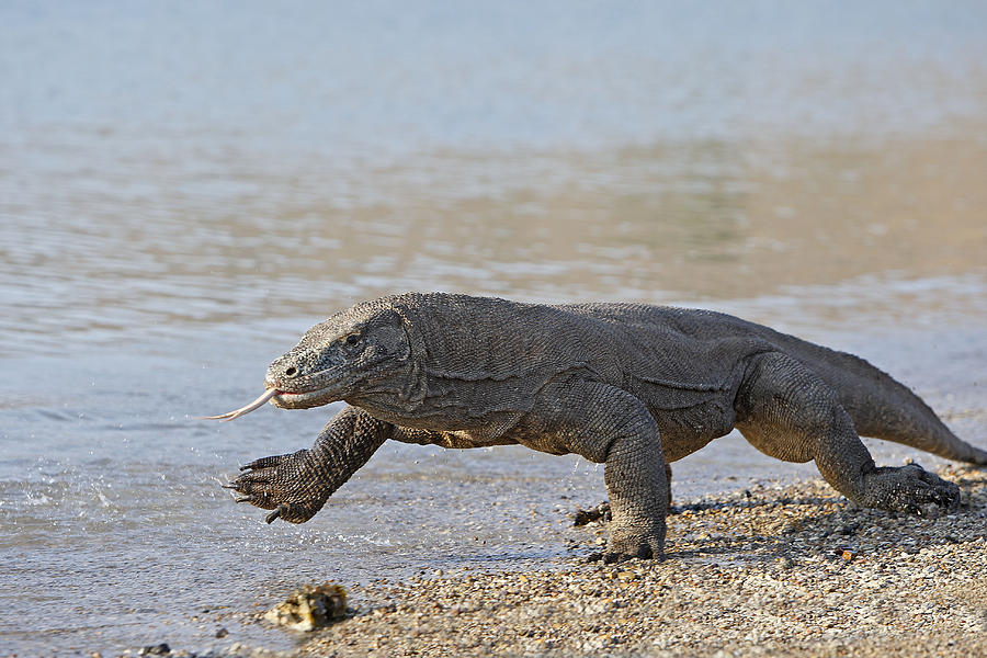 Komodo Dragon #7 Photograph by M. Watson