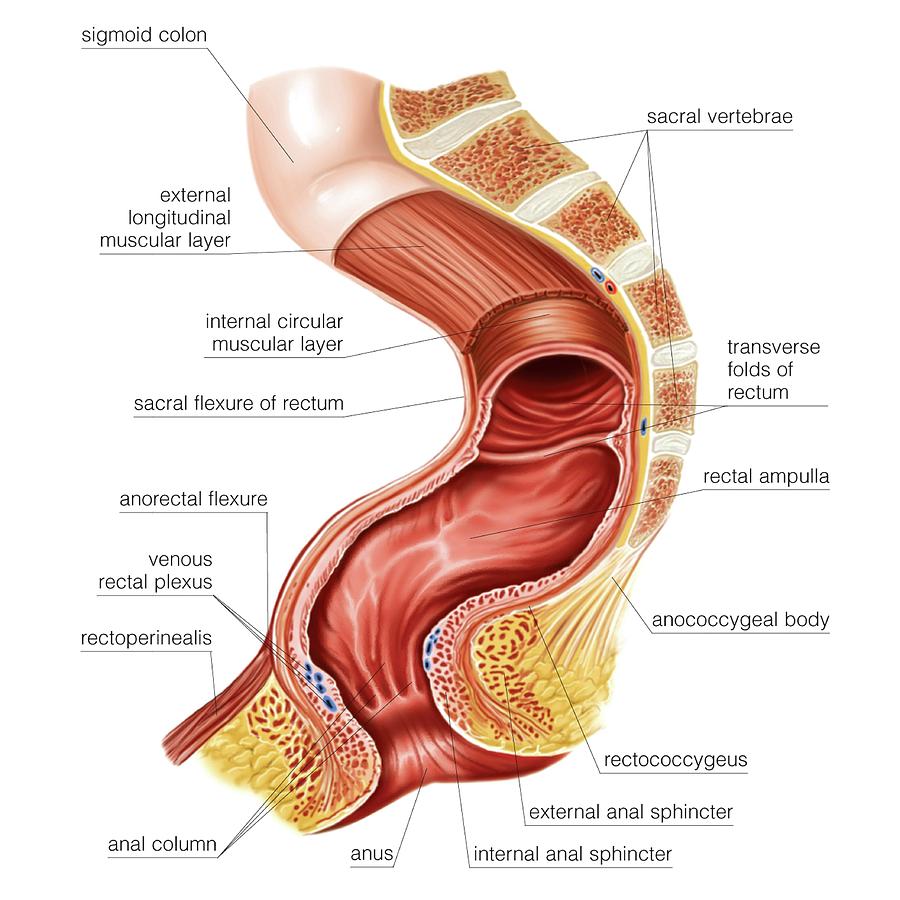 Anatomy Photograph - Large Intestine #7 by Asklepios Medical Atlas