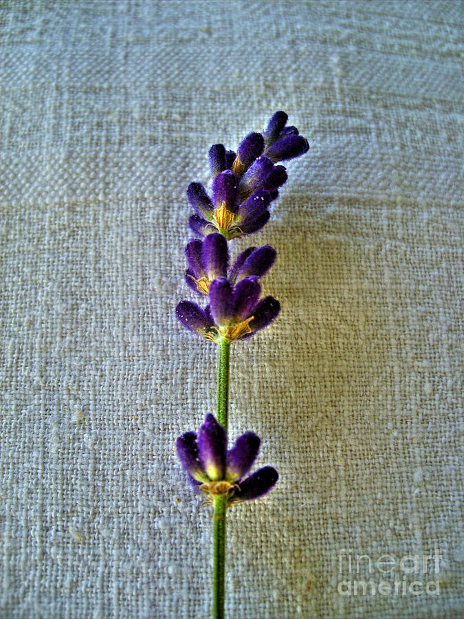 Lavender On Linen 2 Photograph by Nina Ficur Feenan