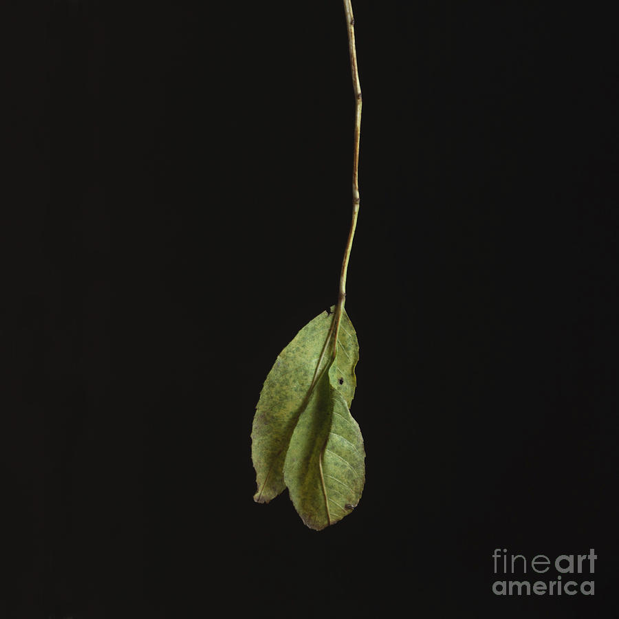 Fall Photograph - Leaf #7 by Bernard Jaubert