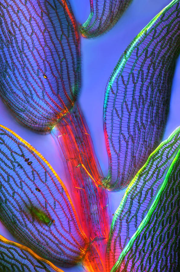 Leaf Tissue Of Sphagnum Moss, Lm #7 Photograph by Marek Mis