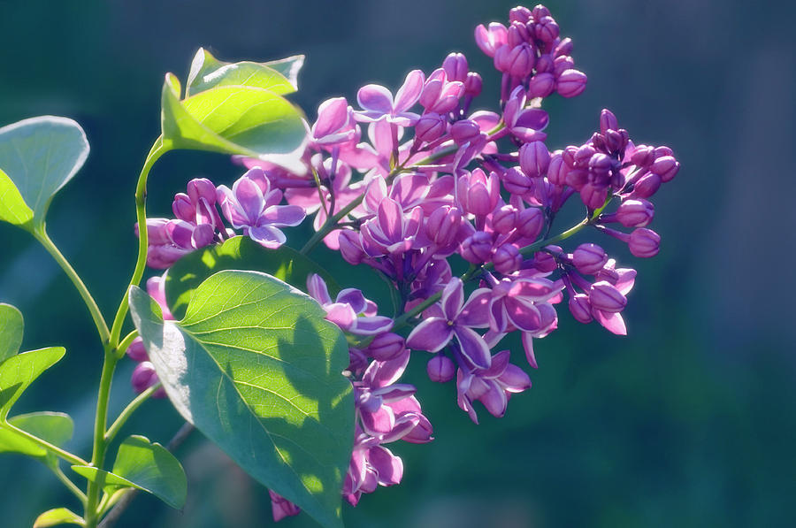 Spring Photograph - Lilac (syringa Vulgaris) #7 by Maria Mosolova/science Photo Library