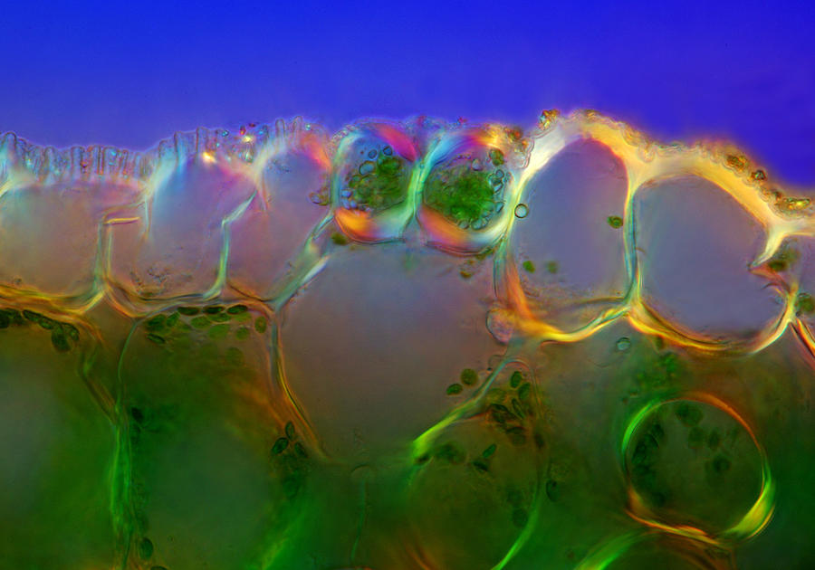 Lily Stalk Tissues With Stomata, Lm #7 Photograph by Marek Mis
