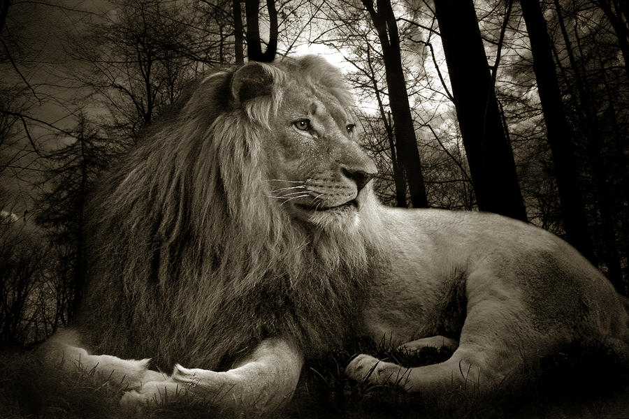 Lion Photograph - Lion  #4 by Christine Sponchia