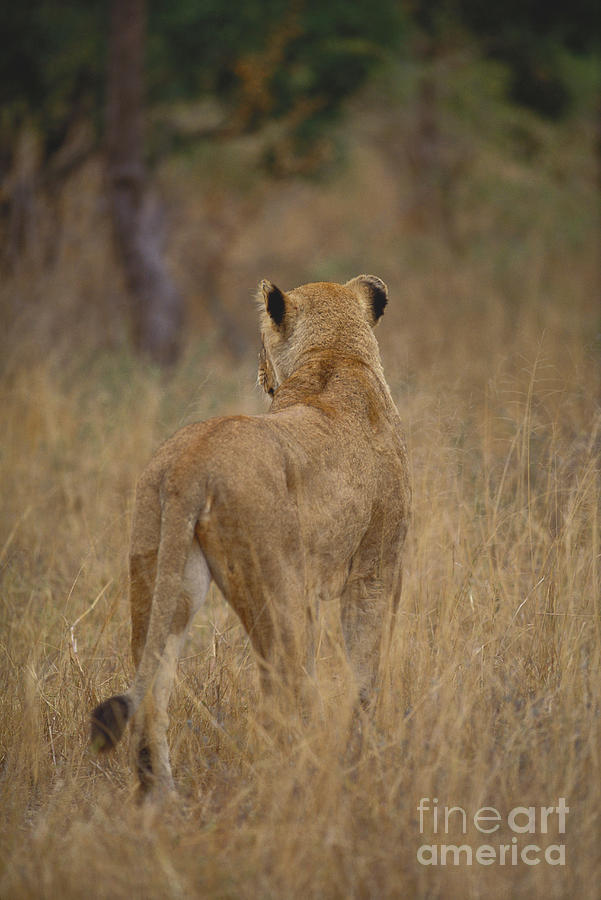 Animal Photograph - Lioness #7 by Art Wolfe