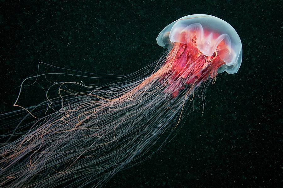 Lions Mane Jellyfish #7 Photograph by Alexander Semenov