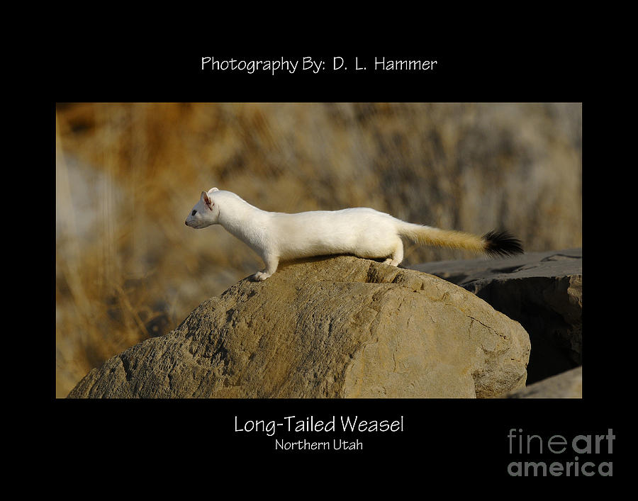 Long-tailed Weasel #7 Photograph by Dennis Hammer
