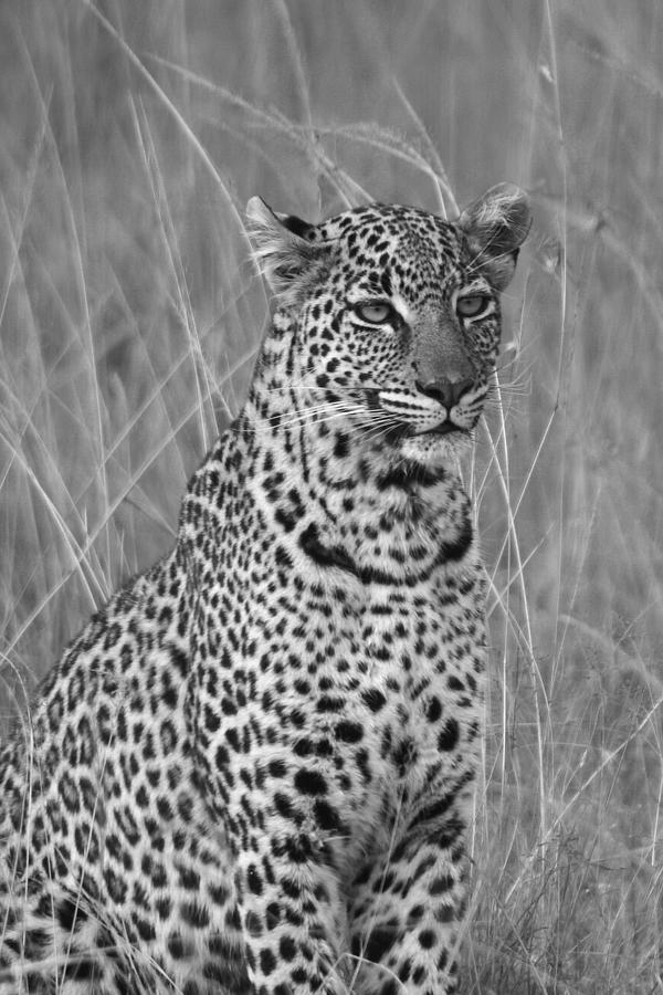 Lovely Leopard #7 Photograph by Michele Burgess
