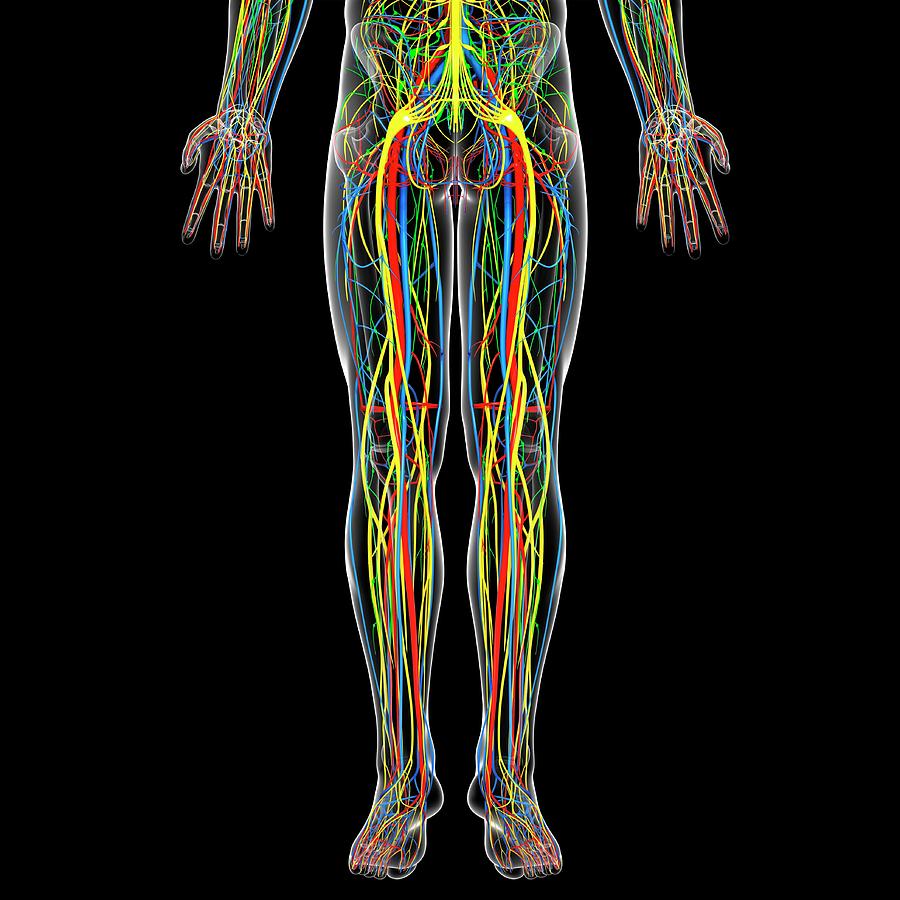 Lower Body Anatomy Photograph by Pixologicstudio/science ...