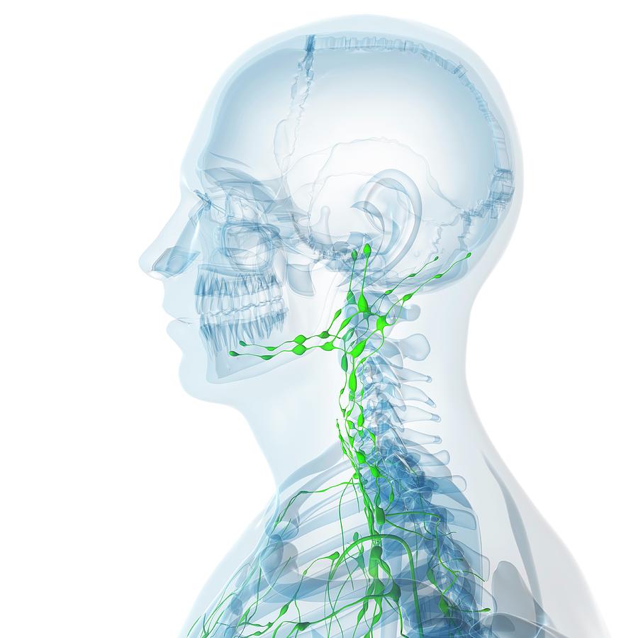 Lymphatic System Photograph by Sciepro/science Photo Library