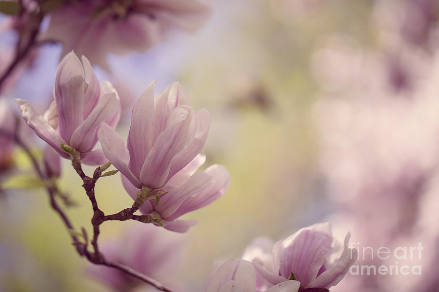 Magnolia Flowers Photograph