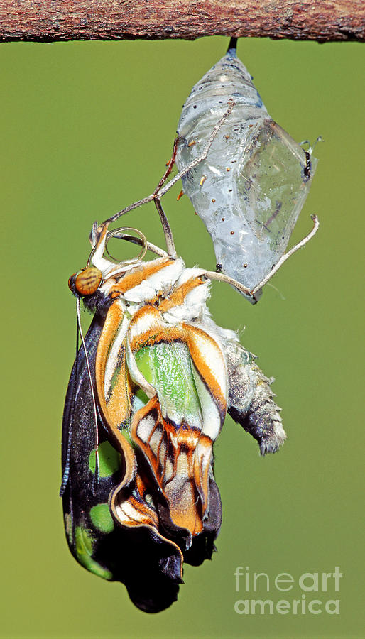 Butterfly Photograph - Malachite Butterfly Metamorphosis #7 by Millard H. Sharp