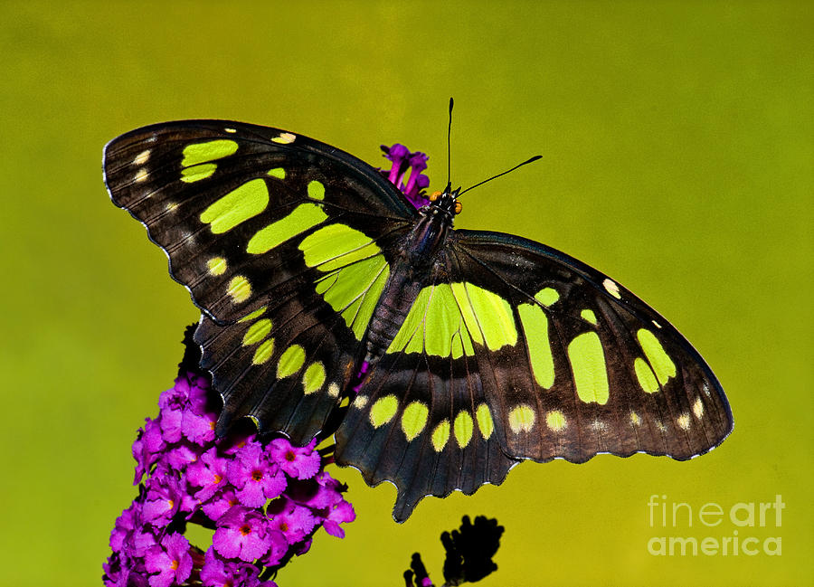 Nature Photograph - Malachite Butterfly #10 by Millard H Sharp