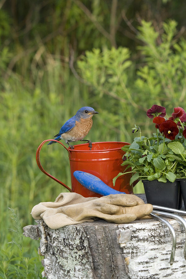 Male Eastern Bluebird #7 Photograph by Linda Freshwaters Arndt