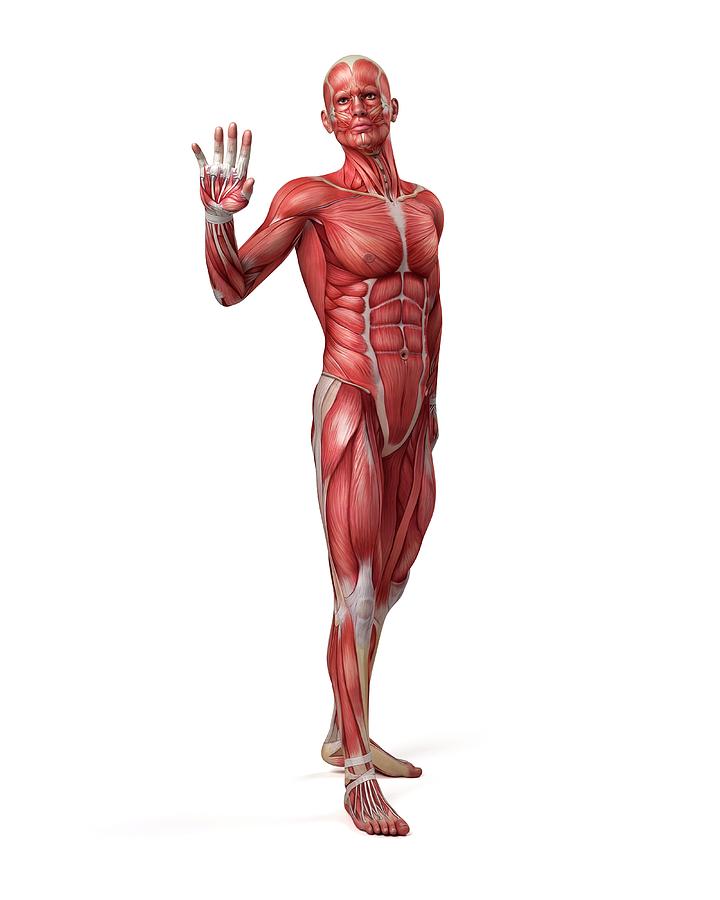 Illustration Photograph - Male Muscular System #7 by Sebastian Kaulitzki