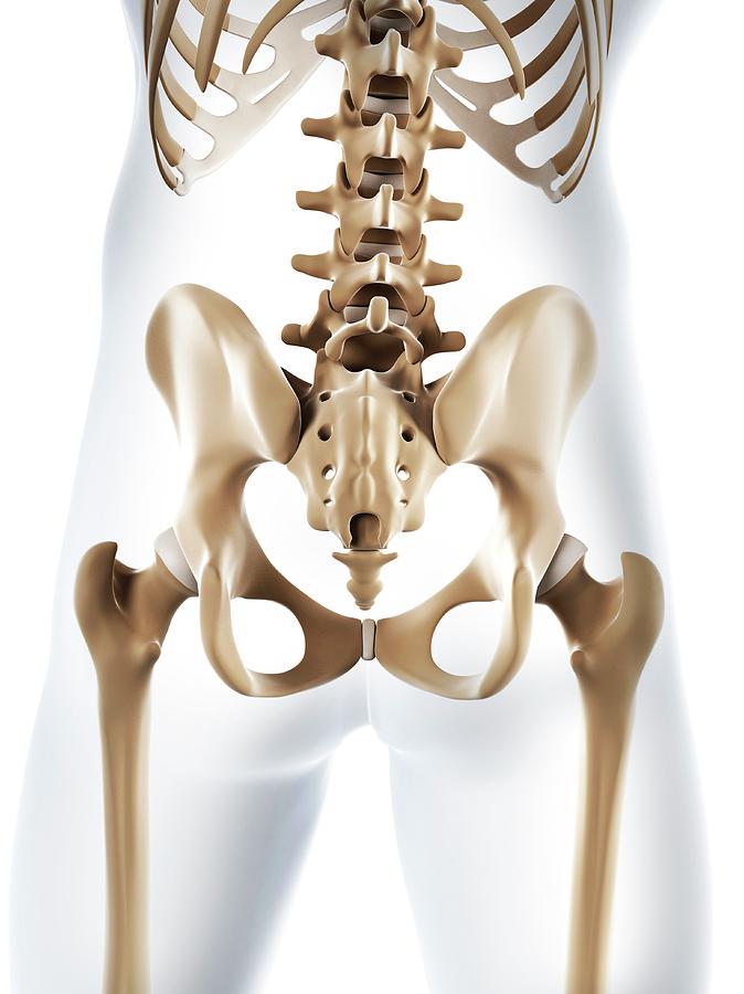https://images.fineartamerica.com/images-medium-large-5/7-male-pelvis-bones-scieproscience-photo-library.jpg