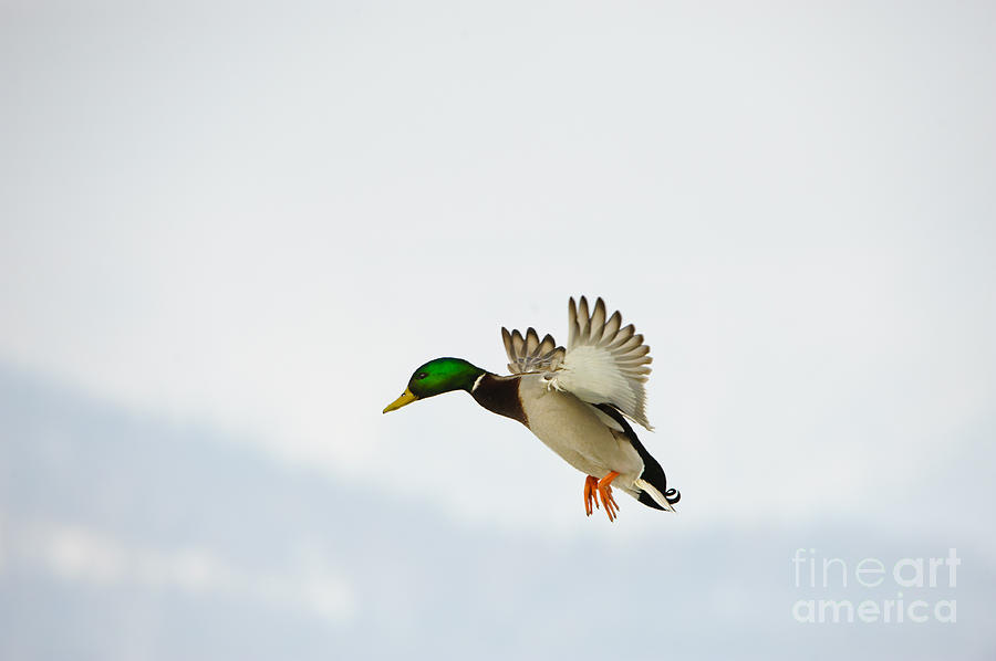 Mallard Duck #7 Photograph by John Shaw
