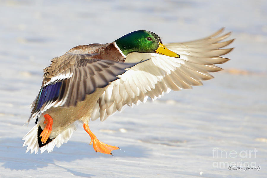 Mallard Duck #7 Photograph by Steve Javorsky