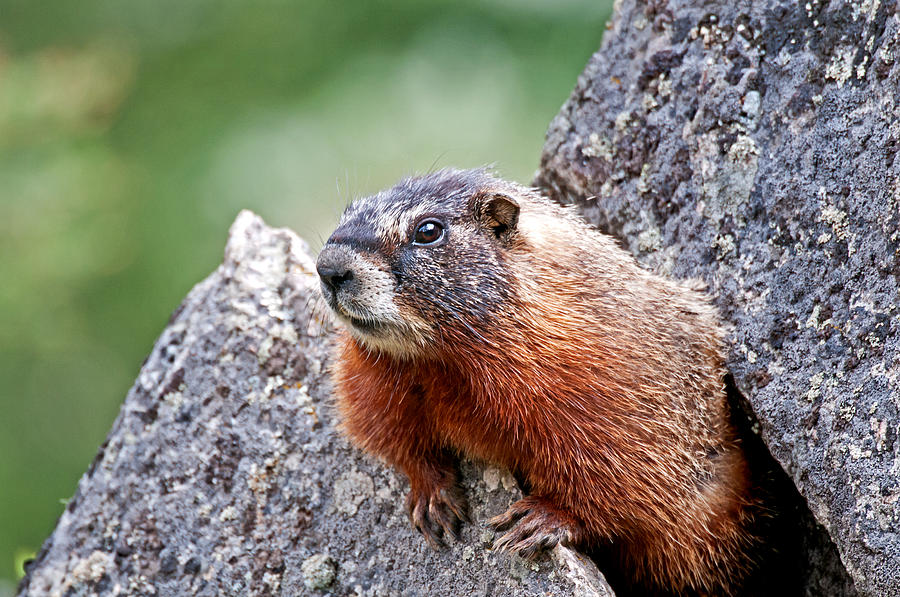 Marmot #7 Photograph by Elijah Weber - Fine Art America