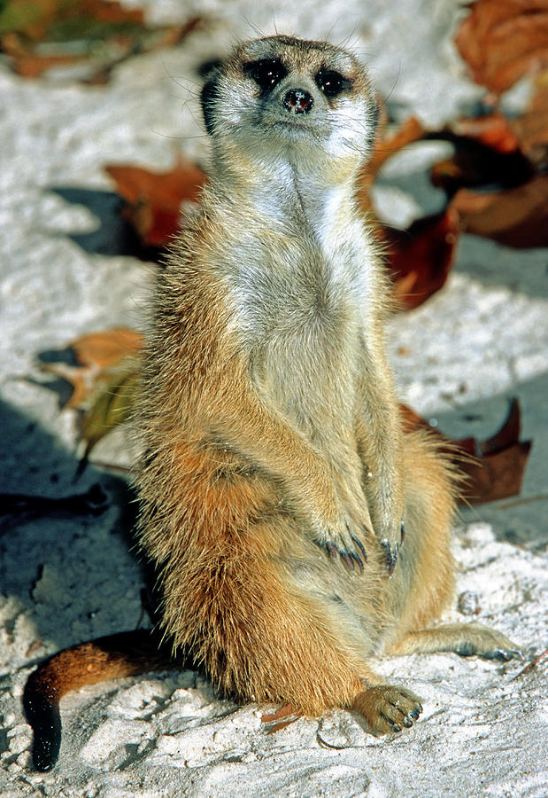 Meerkat Suricata Suricatta #7 Photograph by Millard H. Sharp