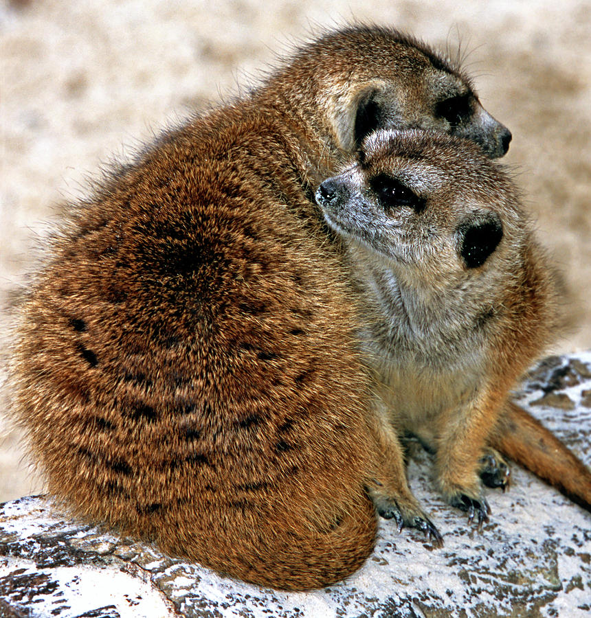 Meerkats #7 Photograph by Millard H. Sharp