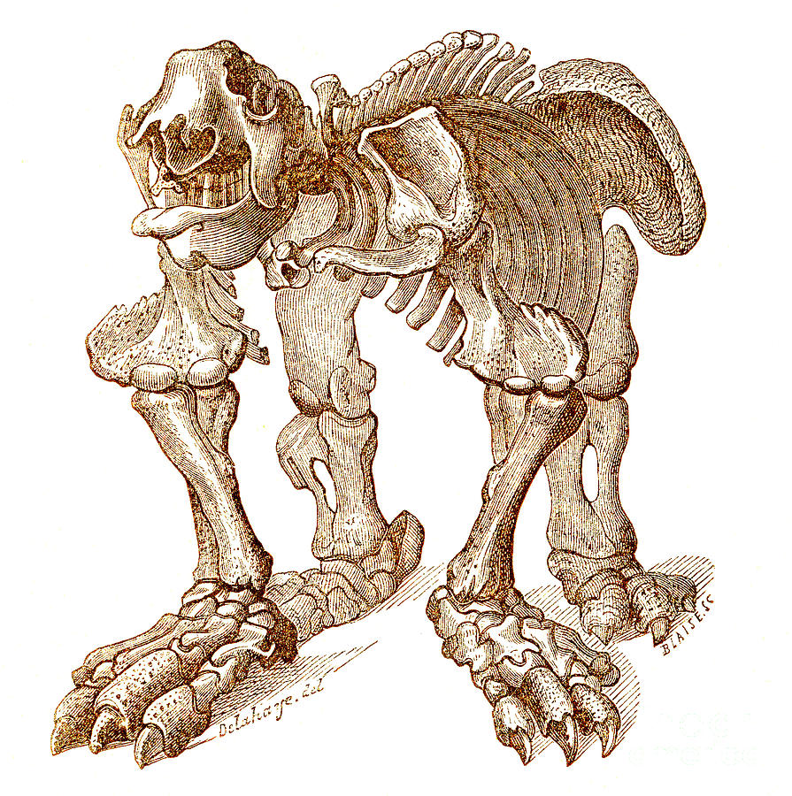 Megatherium, Cenozoic Mammal #7 Photograph by Science Source