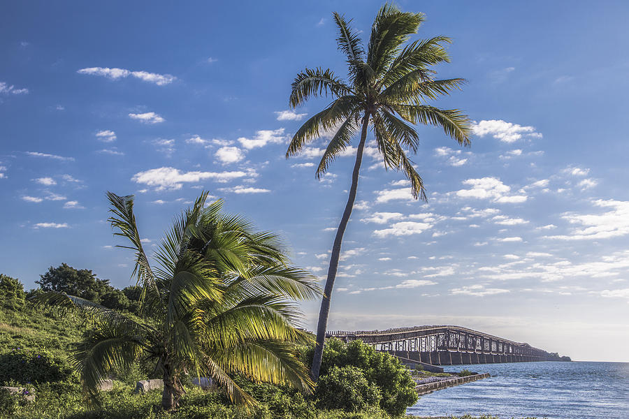 7 Mile Bridge and Palm Tree Photograph by John McGraw
