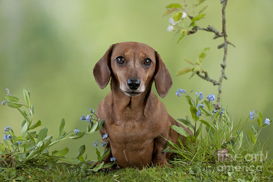 Miniature Short Haired Dachshund Photograph By John Daniels