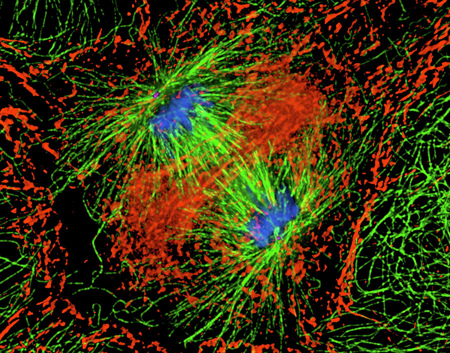 Mitosis Cell Division #7 by Dr Alexey Khodjakov/science Photo Library