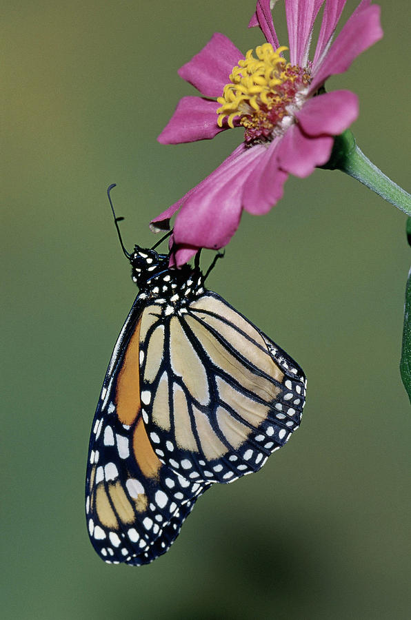 Monarch Butterfly Danaus Plexippus #7 Photograph by Millard H. Sharp