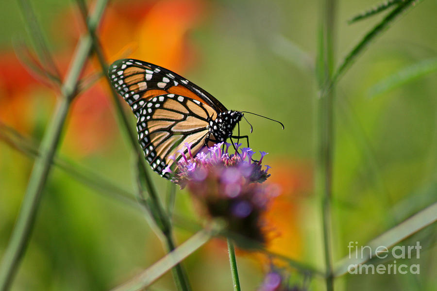 Monarch Butterfly in Garden #5 Photograph by Karen Adams
