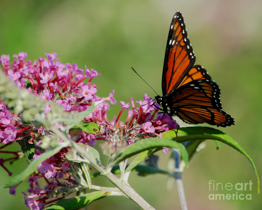 Monarch Butterfly #7 Photograph by Mark Dodd