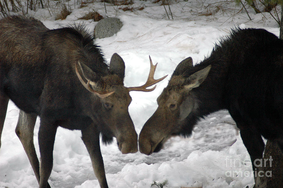 809P Moose Photograph by NightVisions