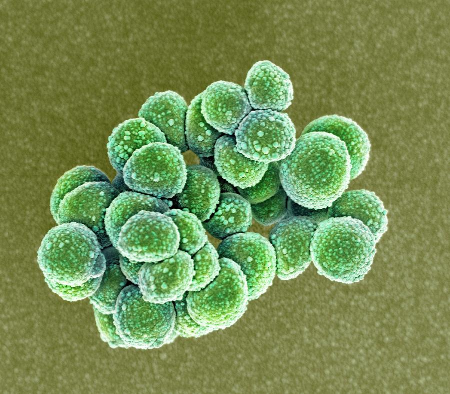 Mrsa Bacteria #7 Photograph by Science Photo Library