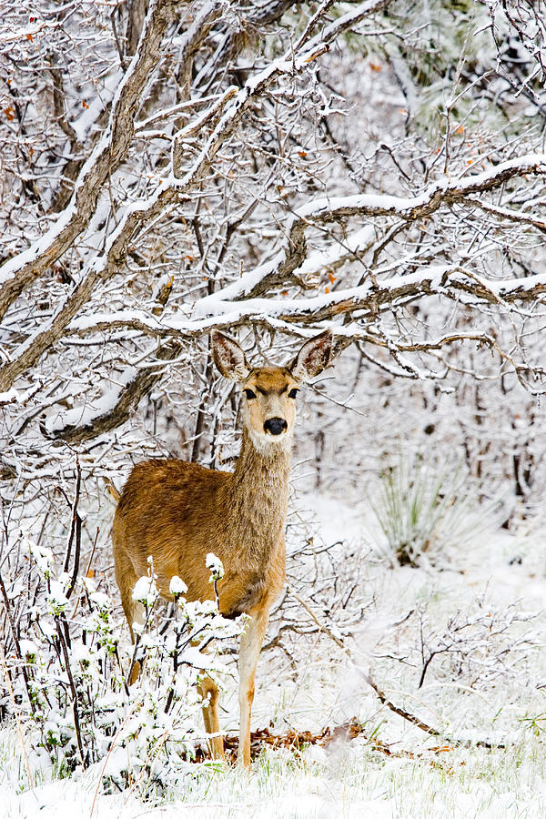 Mule Deer in Snow #7 Photograph by Steven Krull