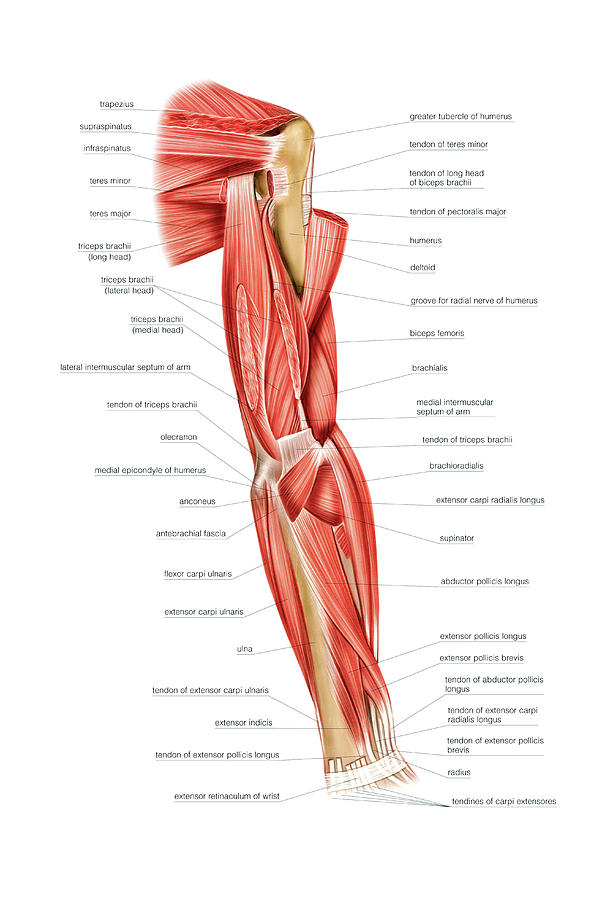 Name Of Muscles In Upper Arm / Muscles, Movement Analysis, and Mat Work