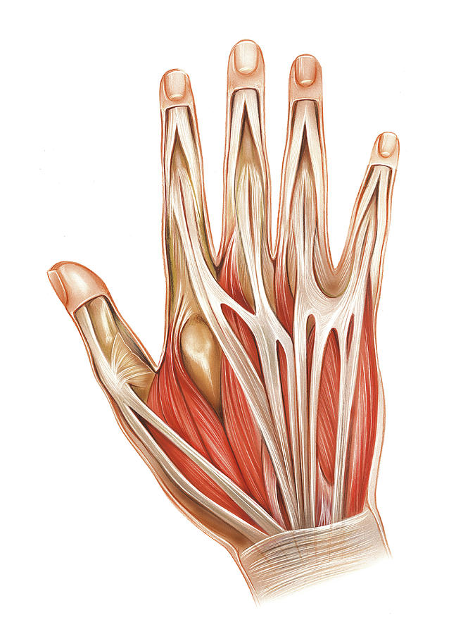 Extensor tendon of the forearm