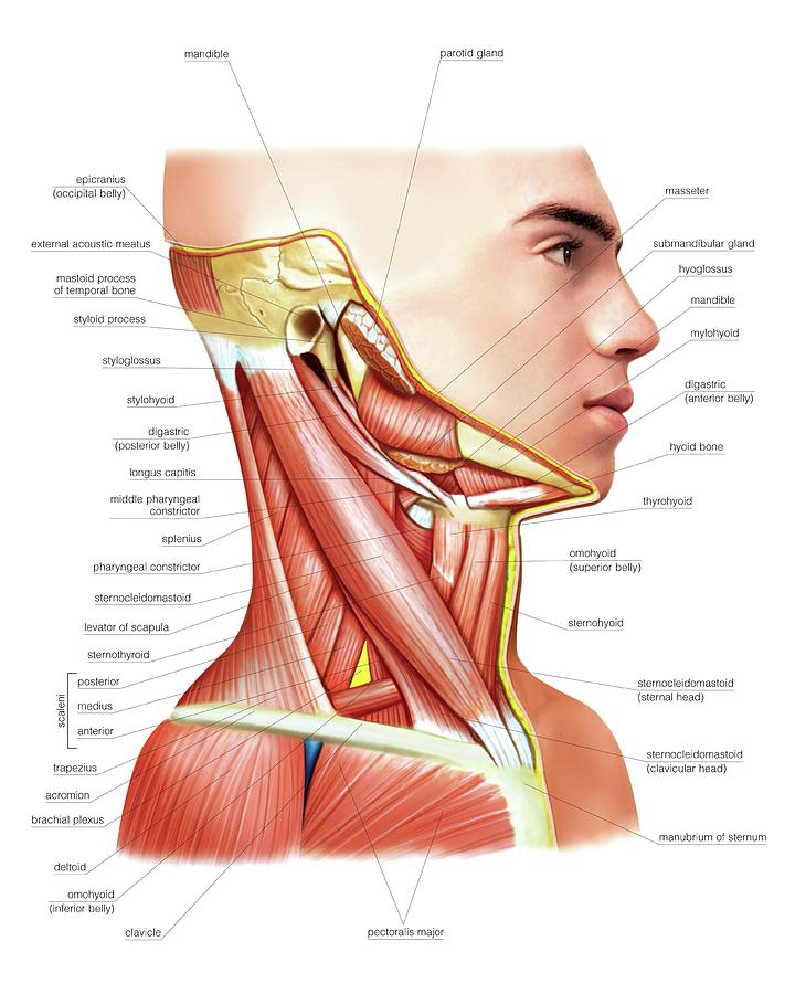 Muscles Of The Neck Photograph By Asklepios Medical Atlas Pixels 0809